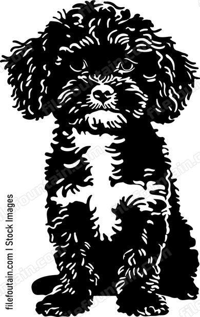 Cavapoo