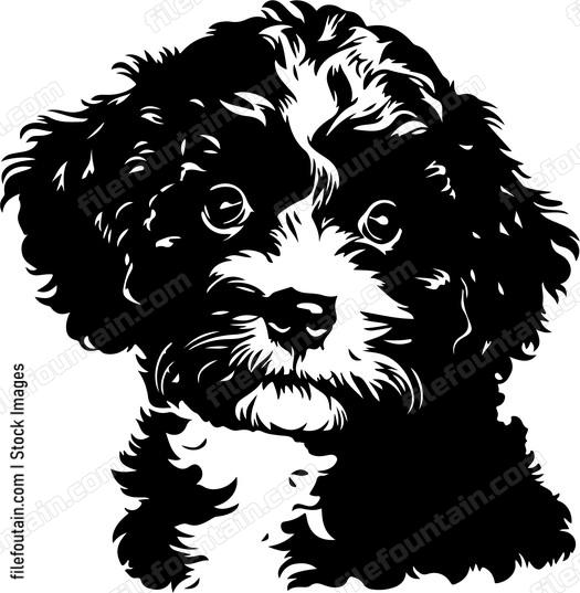 Cavapoo Puppy