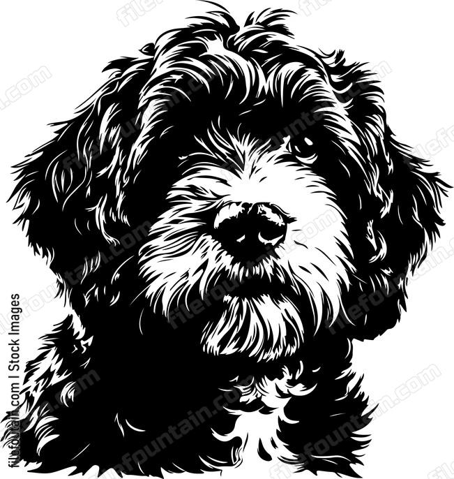 Cavapoo Puppy