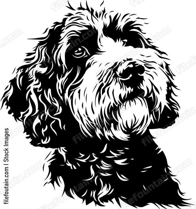 Cavoodle Dog