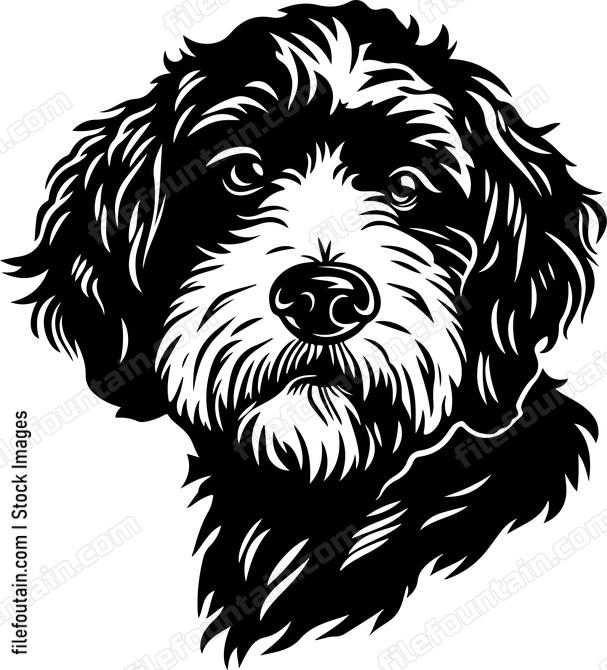 Cavoodle Dog