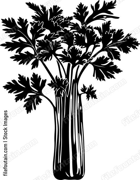 Celery