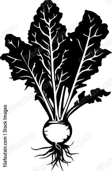 Celtuce