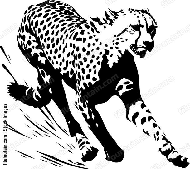 Cheetah Running