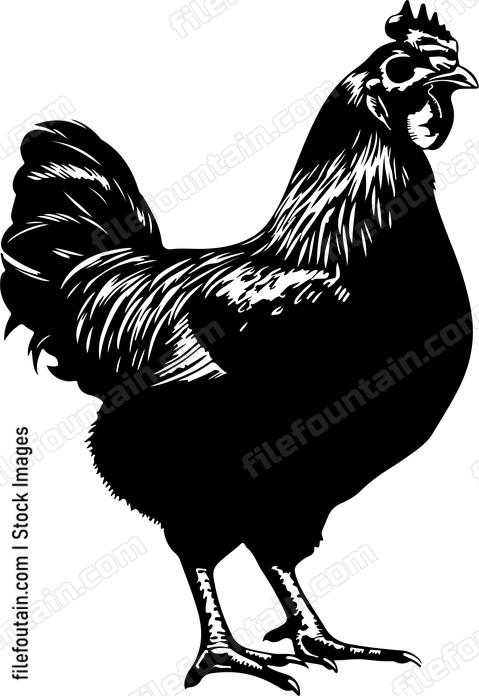 Chicken Anatomy