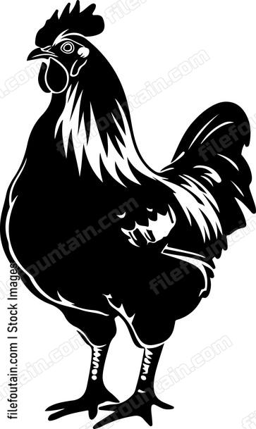 Chicken Anatomy