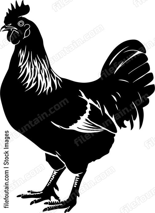 Chicken Anatomy