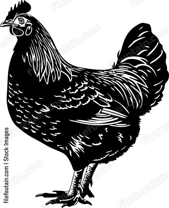 Chicken Anatomy