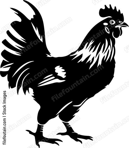 Chicken bird farm animal