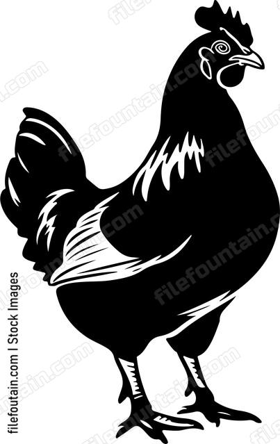 Chicken bird poultry