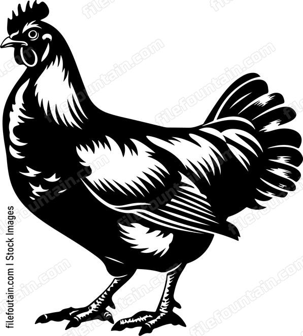 Chicken line art