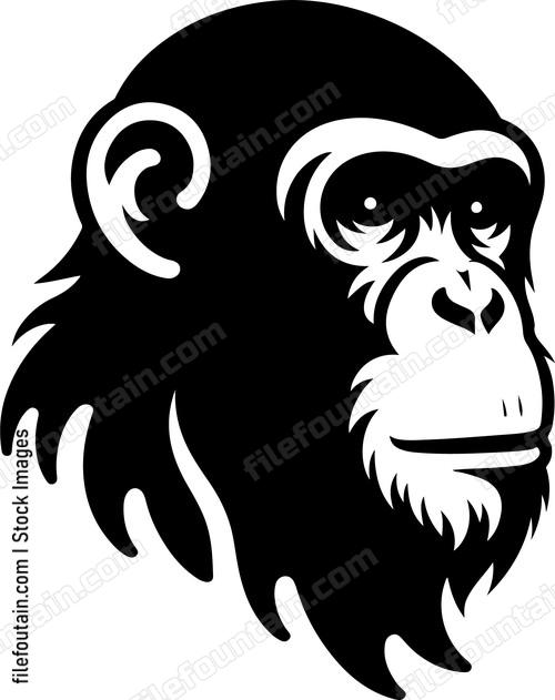 Chimpanzee