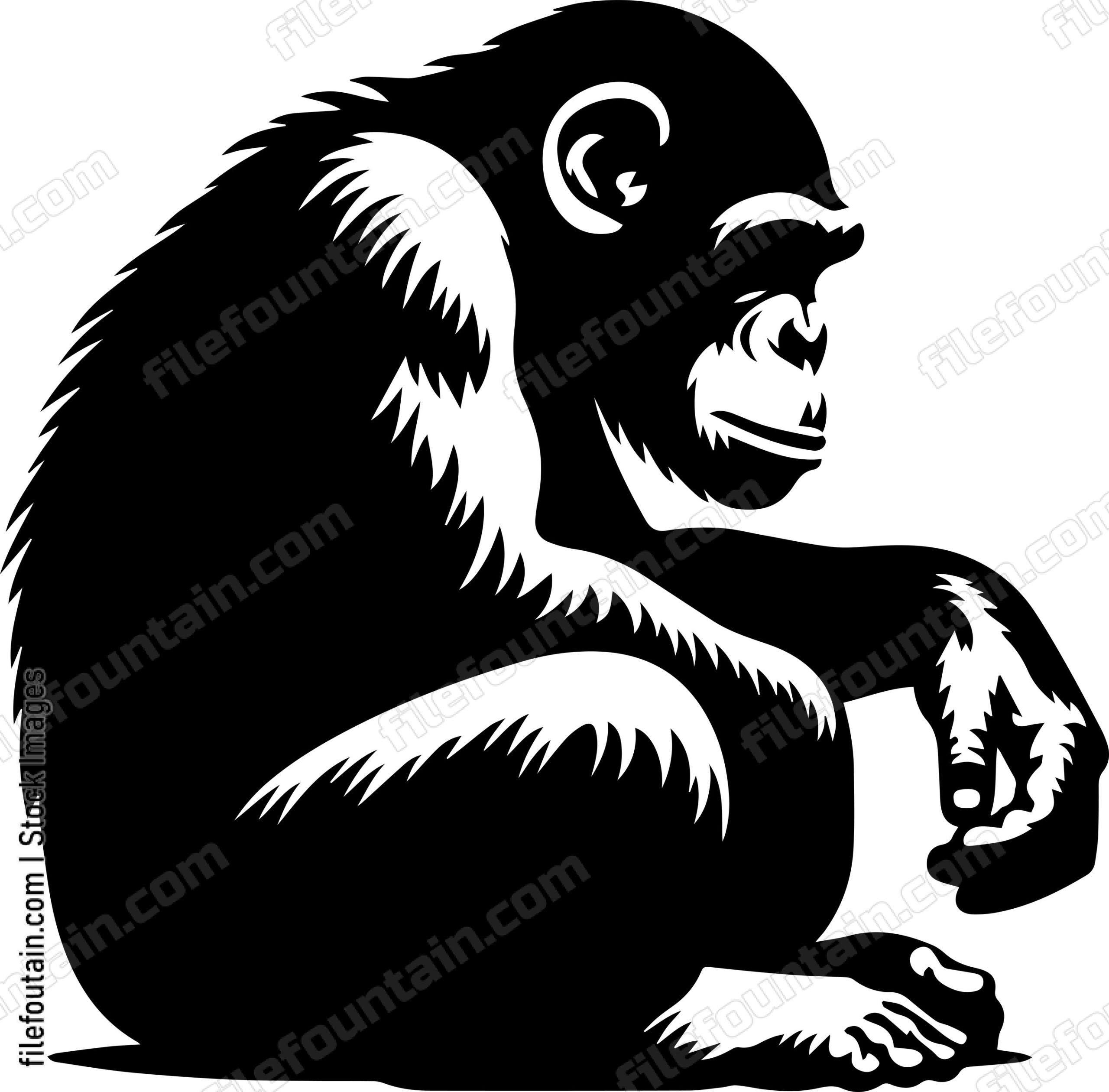 Chimpanzee