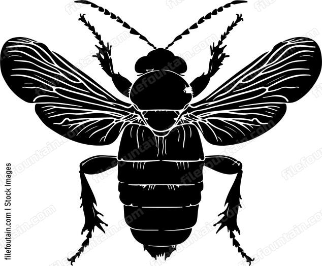 Cicadoidea