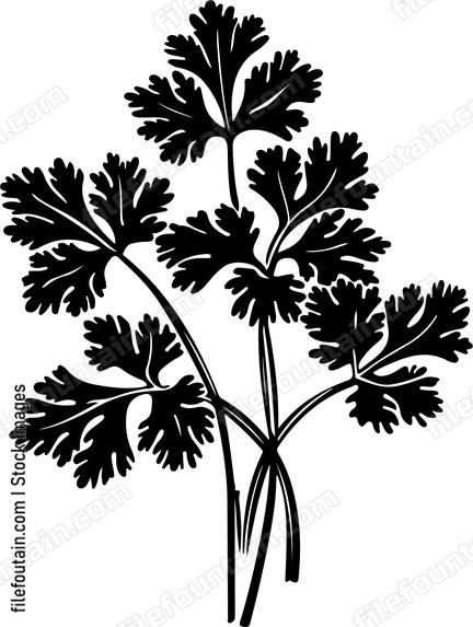 Cilantro Bundle