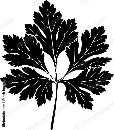 Cilantro Leaf