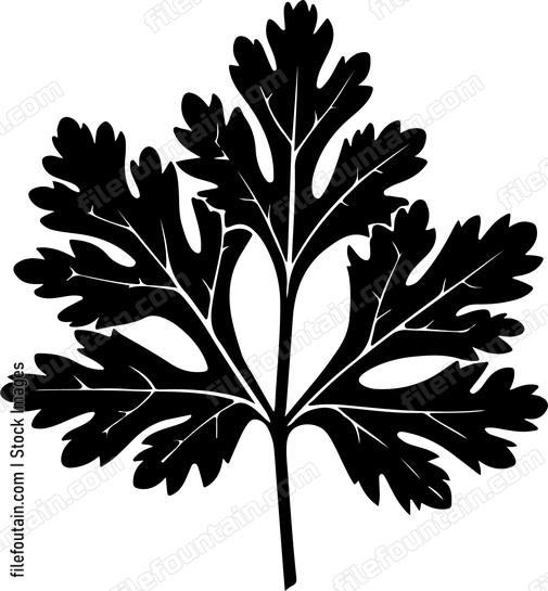 Cilantro Leaf