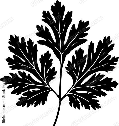 Cilantro Leaf