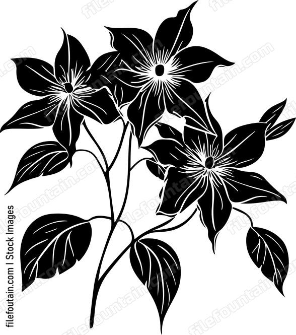 Clematis