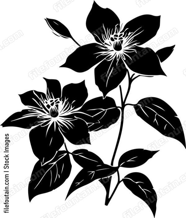 Clematis