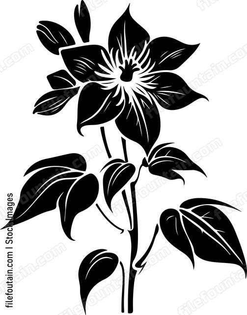 Clematis