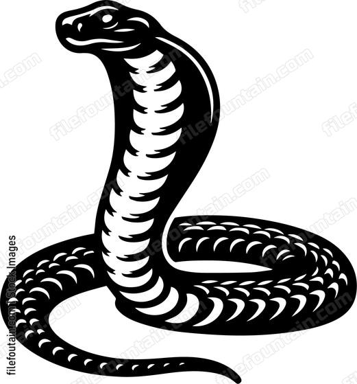 Cobra