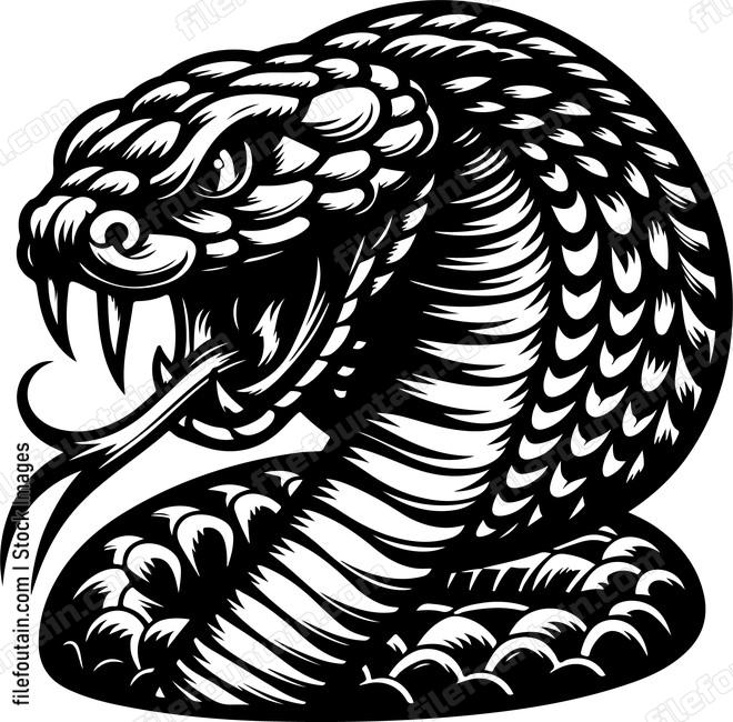 Cobra