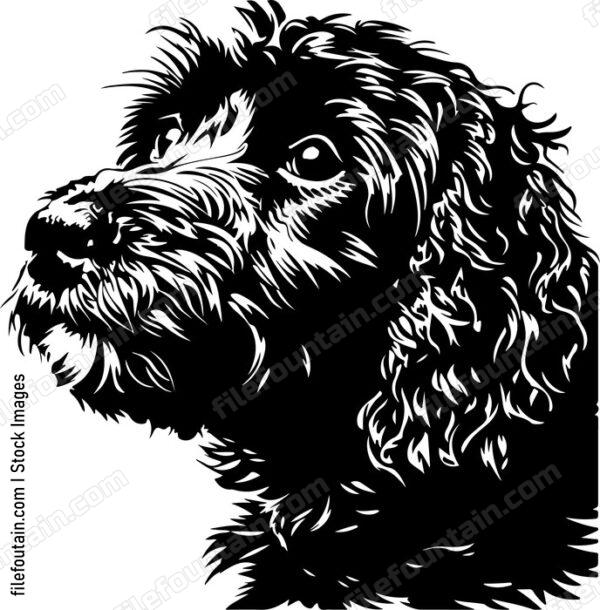 Cockapoo