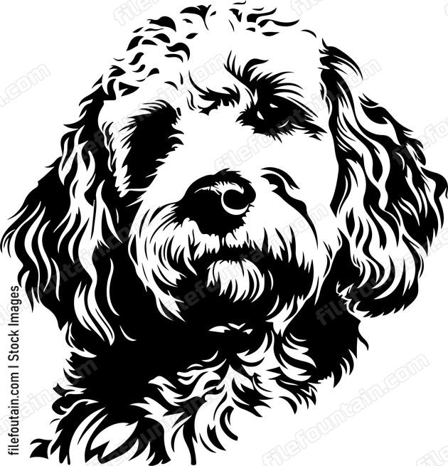 Cockapoo