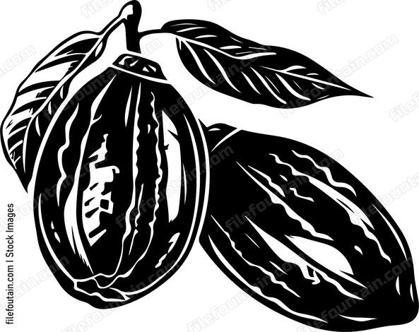 Cocoa Beans