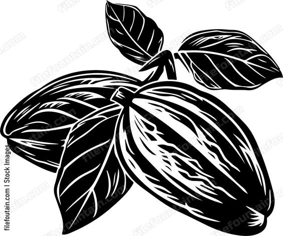 Cocoa Beans