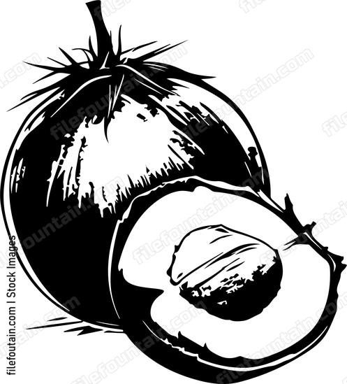 Coconut