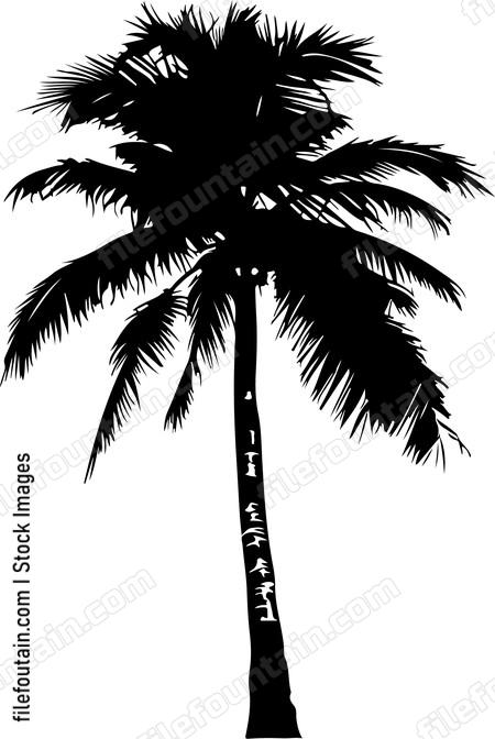 Coconut Tree
