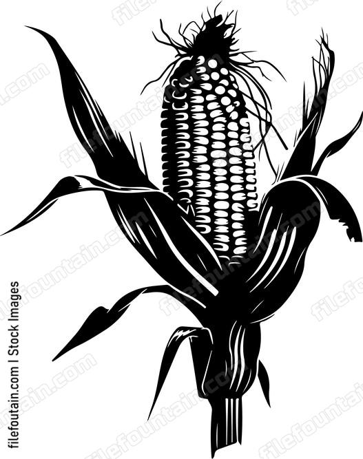 Corn Head