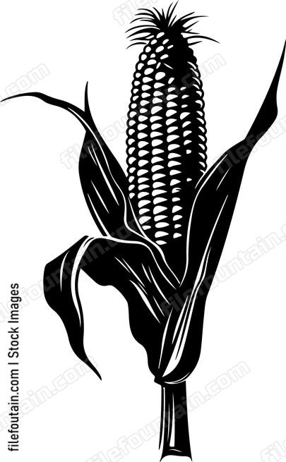 Corn Head