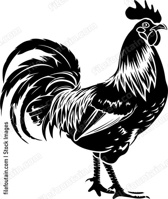 Cornish Chicken Rooster
