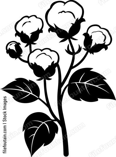 Cotton