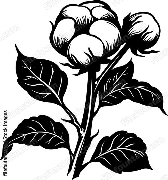 Cotton