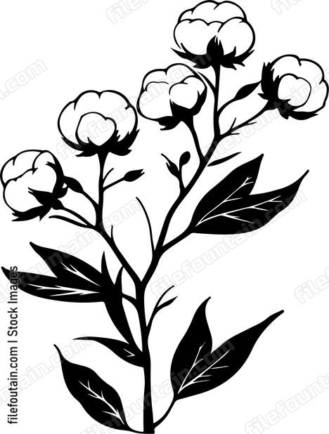 Cotton Branch