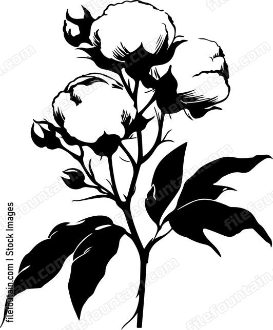 Cotton Flower