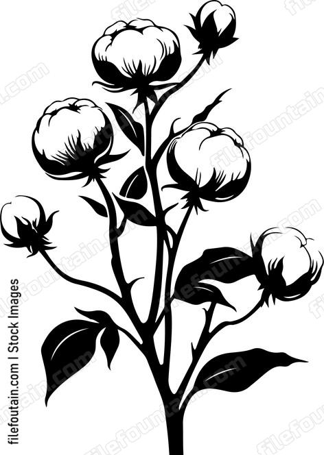 Cotton Plant