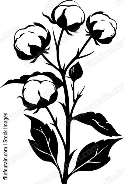Cotton Plant