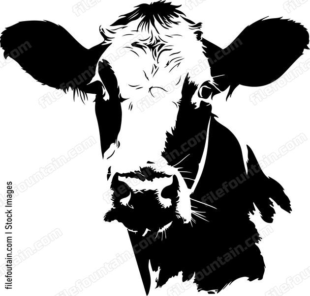 Cow Staring