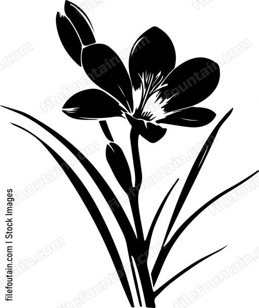 Crocus Flower Single