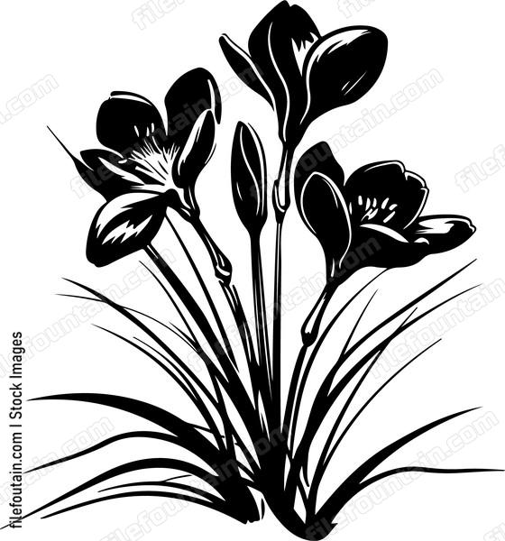 Crocus Flowers