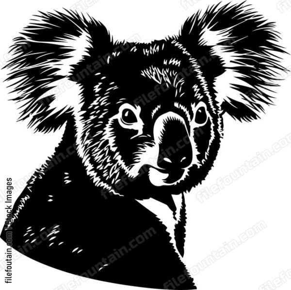 Cute Koala