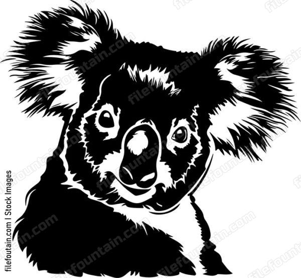 Cute Koala