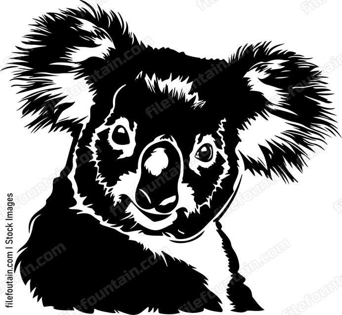 Cute Koala