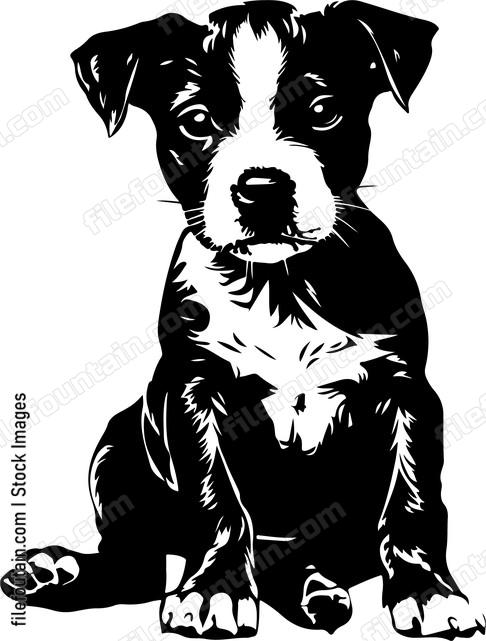 Cute Puppy