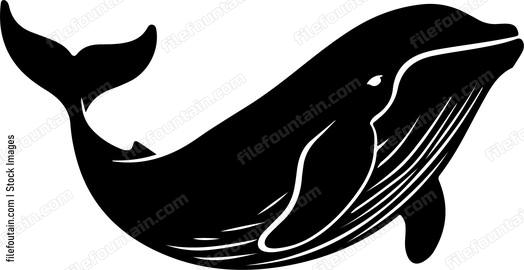 Cute Whale